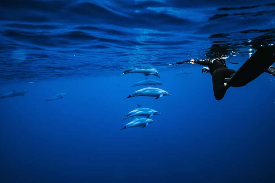 Swim with Wild Dolphins Oahu Speedboat Snorkeling Adventure! - The essentials at a glance