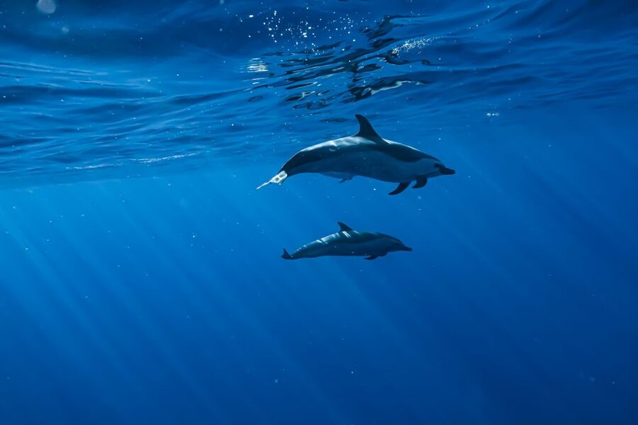 Swim with Wild Dolphins Oahu Speedboat Snorkeling Adventure! - FAQ