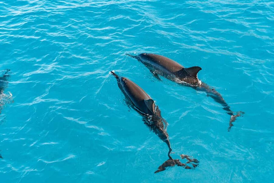 Swim with Wild Dolphins Oahu Speedboat Snorkeling Adventure! - Why this west Oahu trip feels different