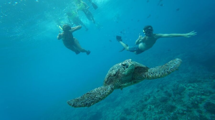Swim with Wild Dolphins Oahu Speedboat Snorkeling Adventure! - Meeting dolphins in open water