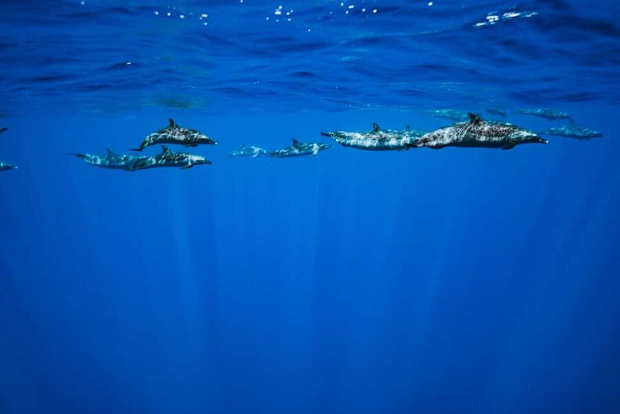 Swim with Wild Dolphins Oahu Speedboat Snorkeling Adventure! - Makaha reef, turtles, and tropical fish