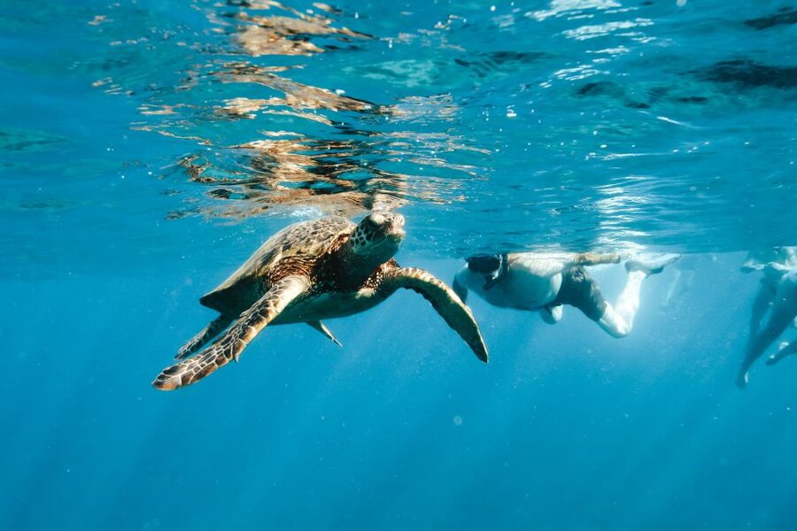 Swim with Wild Dolphins Oahu Speedboat Snorkeling Adventure! - Lunch and what the $199 price covers