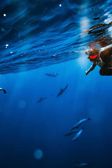 Swim with Wild Dolphins Oahu Speedboat Snorkeling Adventure! - Winter whales and the timing question