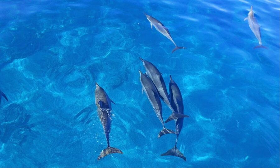 Swim with Wild Dolphins Oahu Speedboat Snorkeling Adventure! - Who should book this activity
