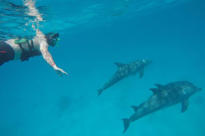 Swimming with Dolphins by Private Speed Boat - Hurghada - Booking, Changes, and Who Should Go