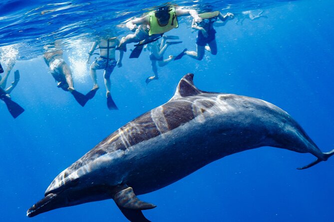 Swimming with Wild Dolphins Speedboat Adventure on Oahu - Key details at a glance