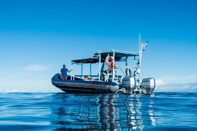 Swimming with Wild Dolphins Speedboat Adventure on Oahu - Why this west Oahu trip feels different