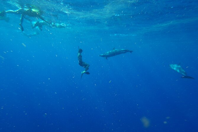 Swimming with Wild Dolphins Speedboat Adventure on Oahu - Coast views, whales, and the ride back
