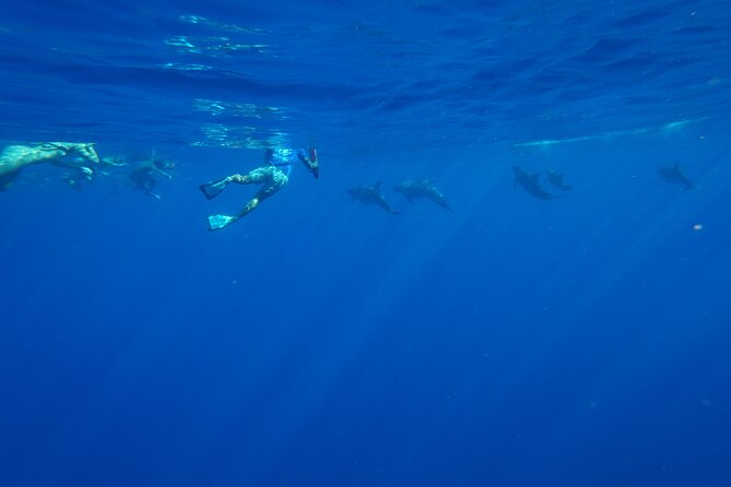 Swimming with Wild Dolphins Speedboat Adventure on Oahu - Lunch on board and what is included