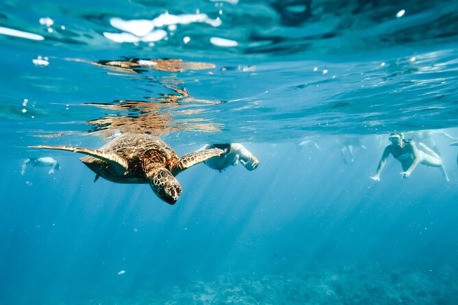 Swimming with Wild Dolphins Speedboat Adventure on Oahu - Pickup, timing, and the real cost