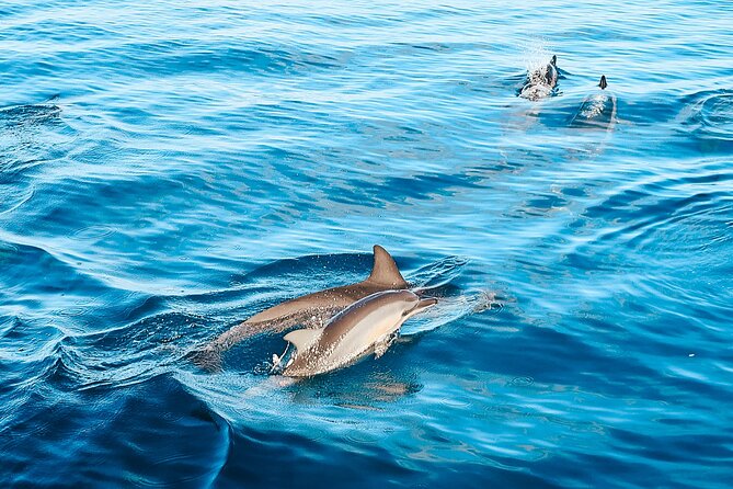 Swimming with Wild Dolphins Speedboat Adventure on Oahu - Safety, weather, and the practical limits