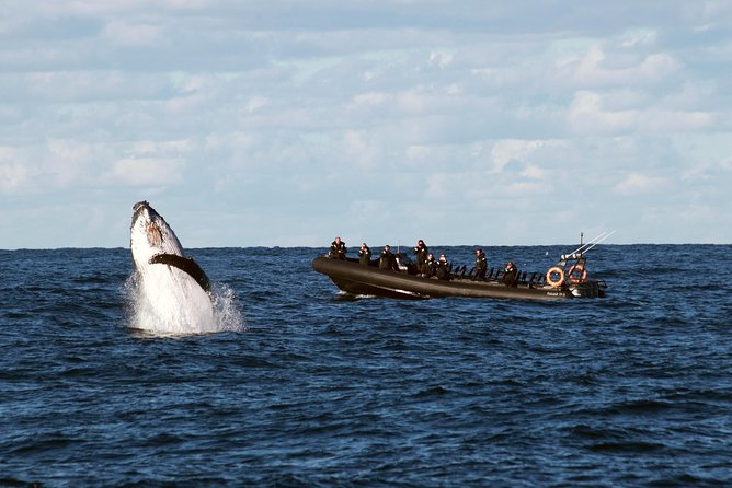 Sydney Whale-Watching by Speed Boat - Key points to know before you book
