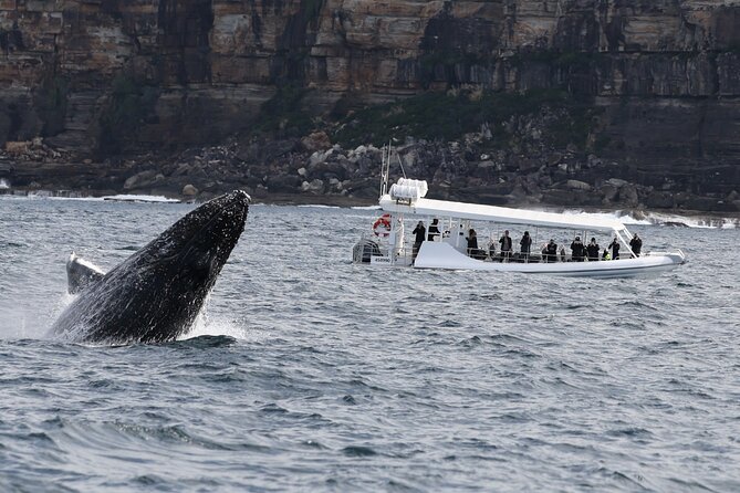 Sydney Whale-Watching by Speed Boat - From Campbell’s Cove to the open sea