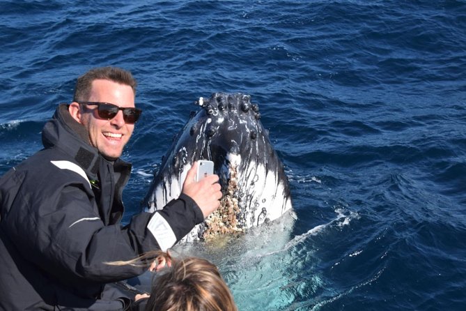 Sydney Whale-Watching by Speed Boat - Whale sightings and what you may see