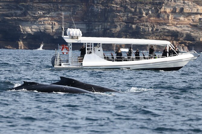 Sydney Whale-Watching by Speed Boat - Is $92.52 good value?