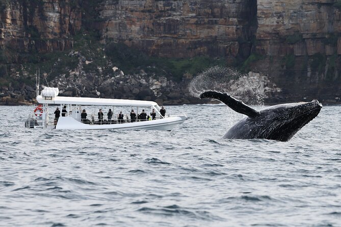 Sydney Whale-Watching by Speed Boat - Who should book this ride?