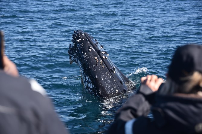 Sydney Whale-Watching by Speed Boat - Timing, meeting point, and cancellation details