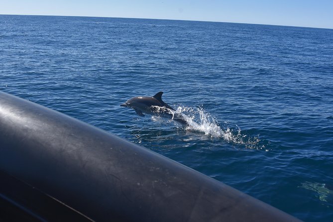 Sydney Whale-Watching by Speed Boat - My verdict on Ocean Extreme