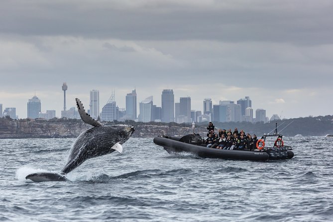 Sydney Whale-Watching by Speed Boat - Why the speedboat changes the experience