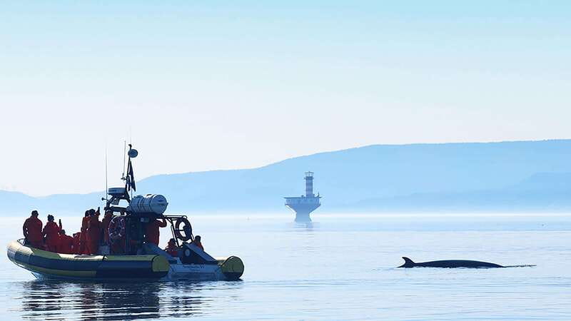 Tadoussac/Charlevoix: Whale Watching Zodiac Tour - Who should book this Zodiac trip?