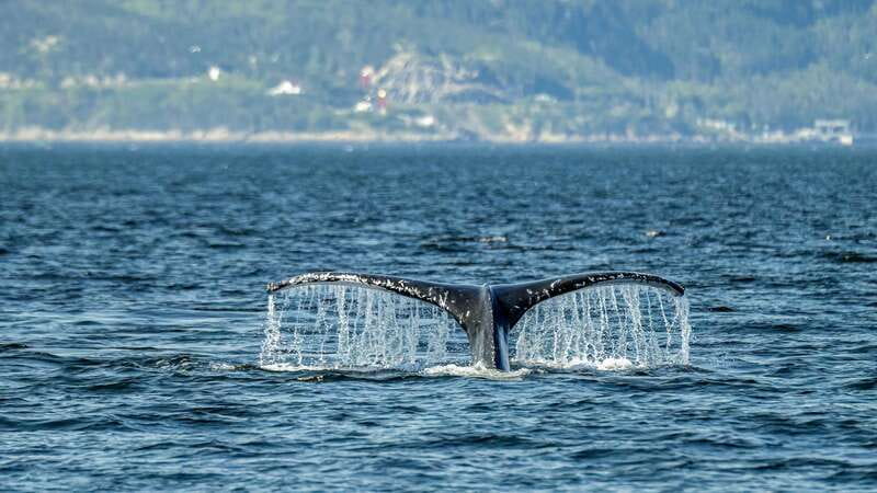 Tadoussac/Charlevoix: Whale Watching Zodiac Tour - Why this stretch of the St. Lawrence is special
