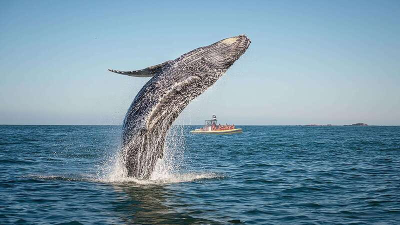 Tadoussac/Charlevoix: Whale Watching Zodiac Tour - What the Zodiac ride feels like
