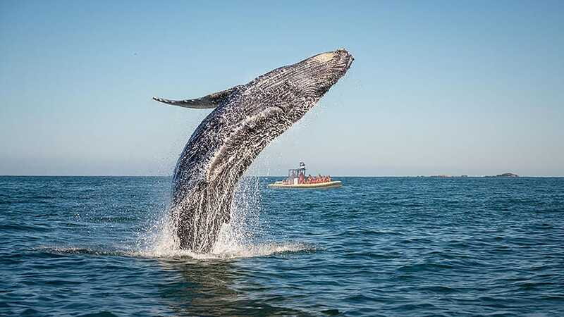 Tadoussac/Charlevoix: Whale Watching Zodiac Tour - The possible Saguenay Fjord excursion