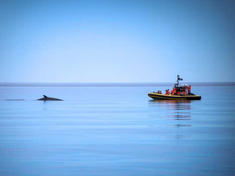Tadoussac/Charlevoix: Whale Watching Zodiac Tour - The guide makes the difference