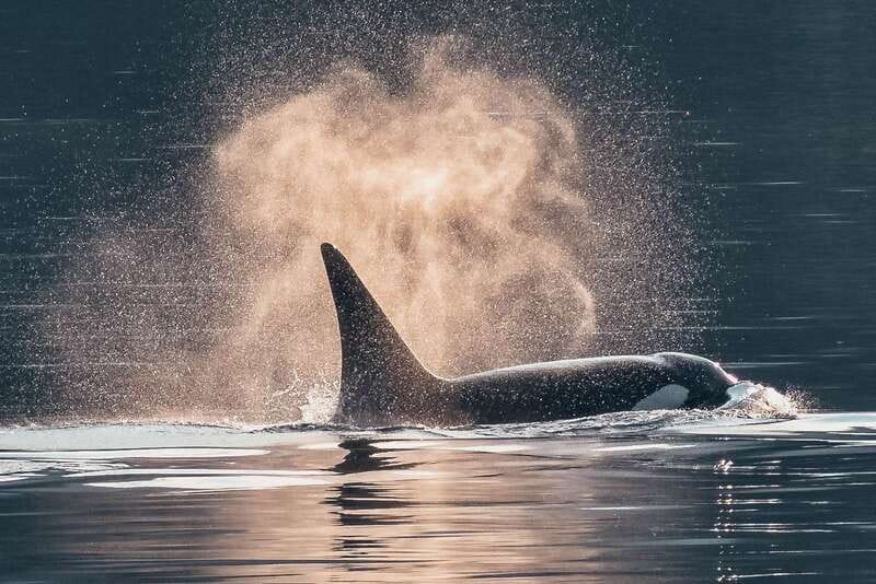 Telegraph Cove: 3-Hour Whale Watching Tour in a Zodiac Boat - Key points to know before booking