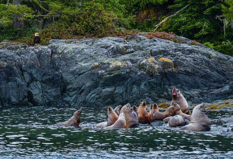 Telegraph Cove: 3-Hour Whale Watching Tour in a Zodiac Boat - Who should book this Telegraph Cove tour?