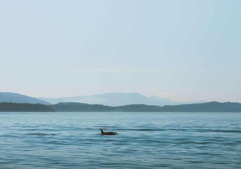 Telegraph Cove: 3-Hour Whale Watching Tour in a Zodiac Boat - Orcas, humpbacks, and the other animals you may see