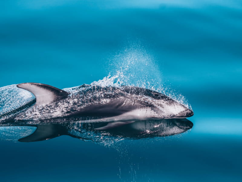 Telegraph Cove: 3-Hour Whale Watching Tour in a Zodiac Boat - Guides who add meaning to the sightings