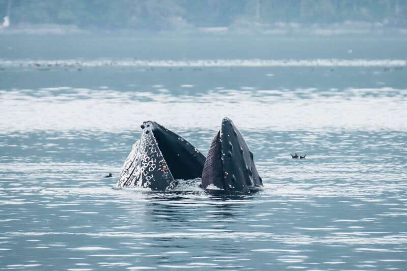 Telegraph Cove: 3-Hour Whale Watching Tour in a Zodiac Boat - Is $165 a fair price?