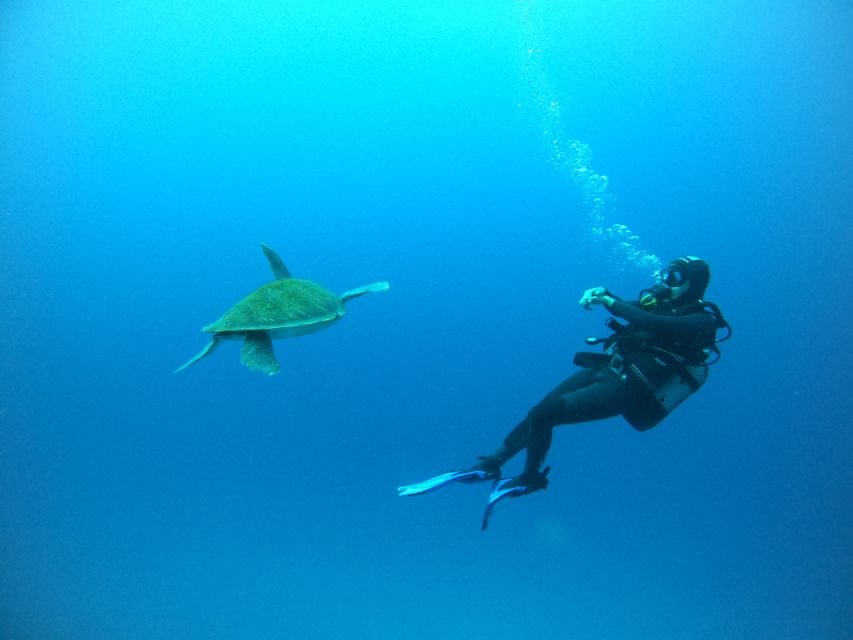 Tenerife: Puerto Colon Certified Scuba Dive by Speed Boat - Key points at a glance