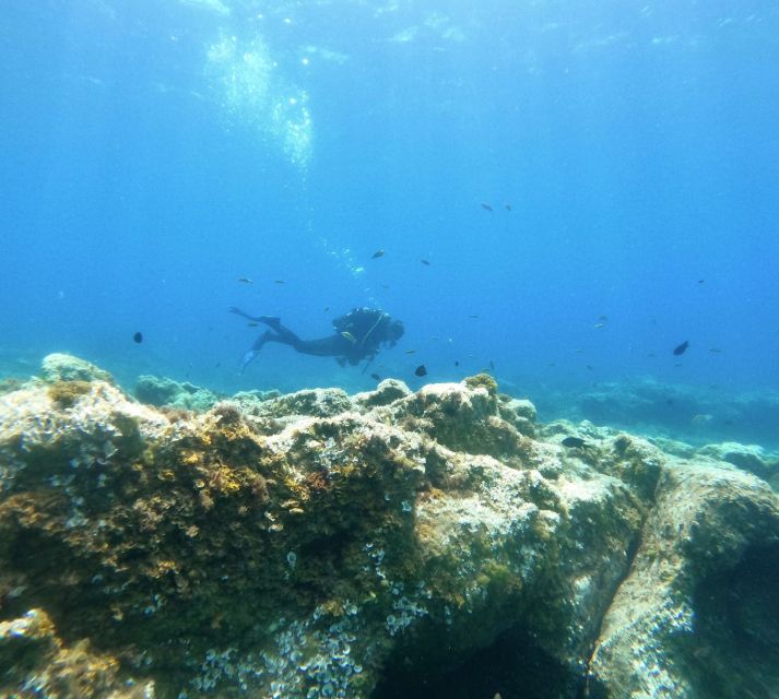 Tenerife: Puerto Colon Certified Scuba Dive by Speed Boat - Should you book it?