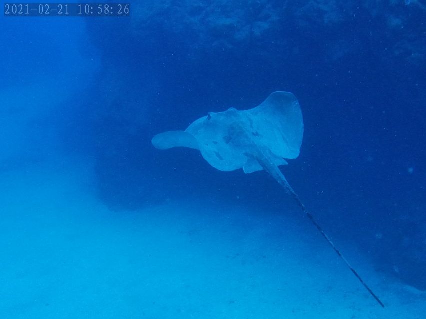 Tenerife: Puerto Colon Certified Scuba Dive by Speed Boat - From Puerto Colón to Tenerife’s southern coast