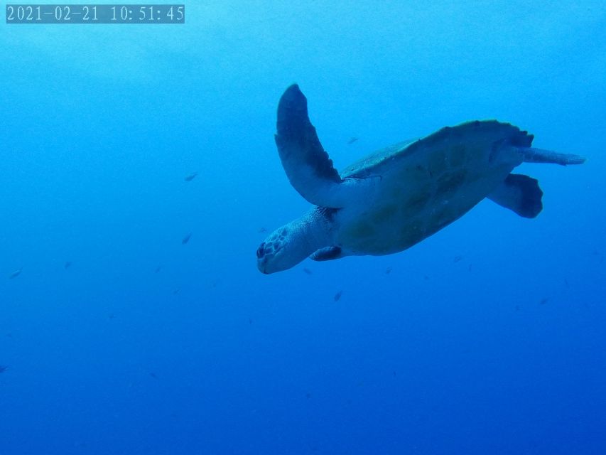 Tenerife: Puerto Colon Certified Scuba Dive by Speed Boat - Getting ready for the water