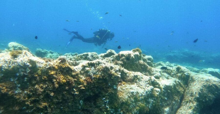 Tenerife: Puerto Colon Certified Scuba Dive by Speed Boat - About an hour beneath the surface