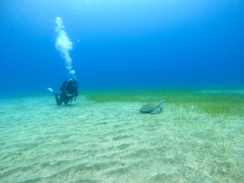 Tenerife: Puerto Colon Certified Scuba Dive by Speed Boat - Returning to Puerto Colón and finishing the session