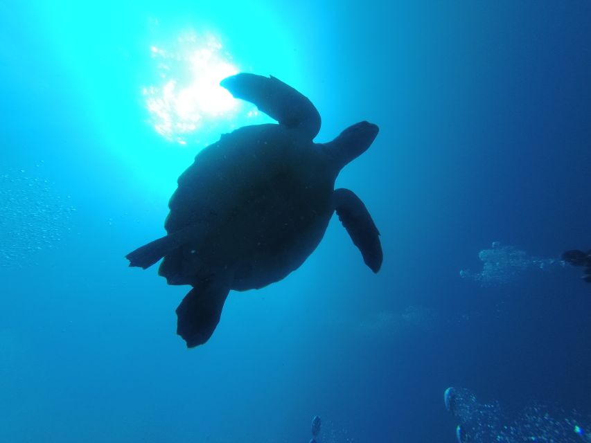Tenerife: Puerto Colon Certified Scuba Dive by Speed Boat - Practical ways to prepare