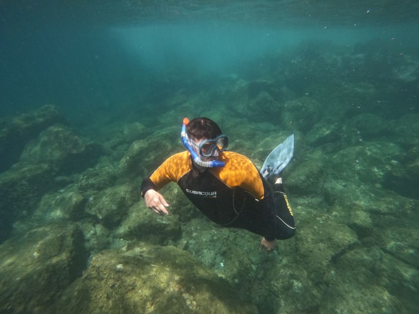 Tenerife: Puerto Colon Snorkel Safari by Speed Boat - A short speedboat ride from Puerto Colón
