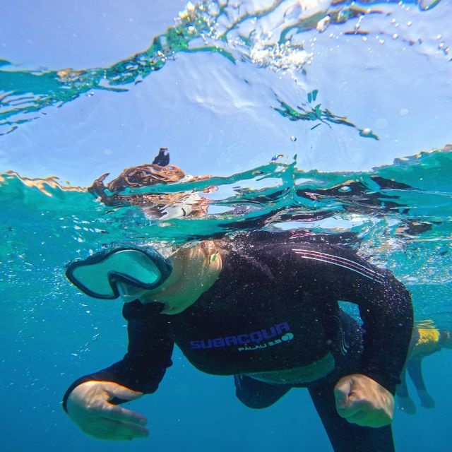 Tenerife: Puerto Colon Snorkel Safari by Speed Boat - Should you book the Puerto Colón snorkel safari?