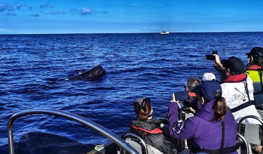 Terceira: Whale and Dolphin Watching in a Zodiac Boat - Key points at a glance