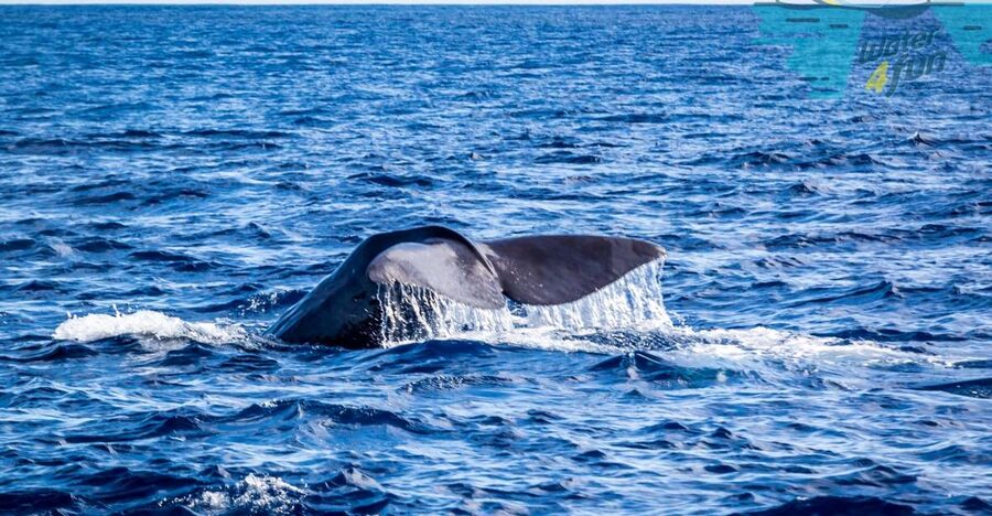 Terceira: Whale and Dolphin Watching in a Zodiac Boat - Leaving Angra for the open Atlantic