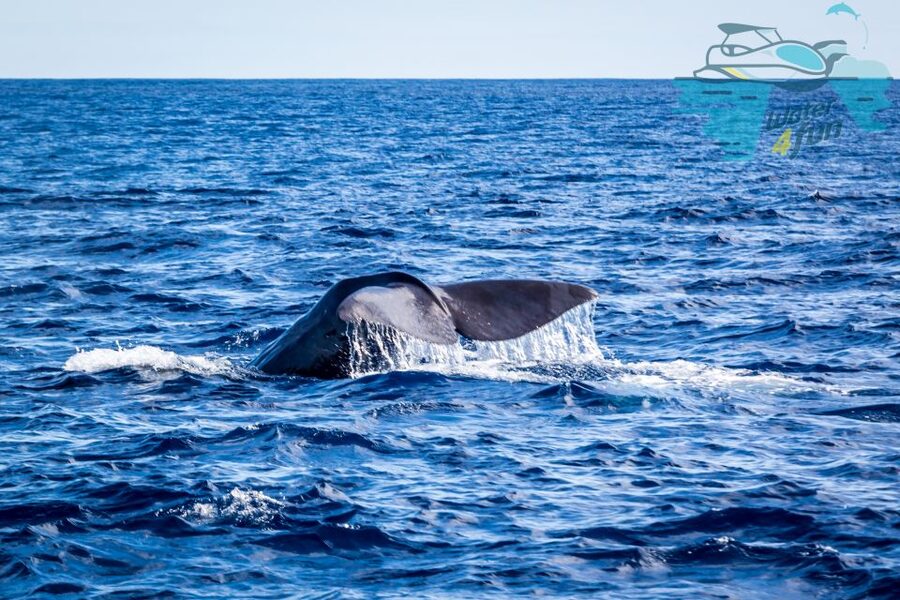 Terceira: Whale and Dolphin Watching in a Zodiac Boat - What you might see near Terceira