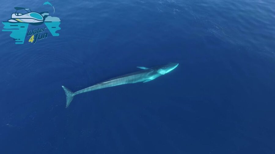 Terceira: Whale and Dolphin Watching in a Zodiac Boat - A Zodiac made for speed, with tradeoffs