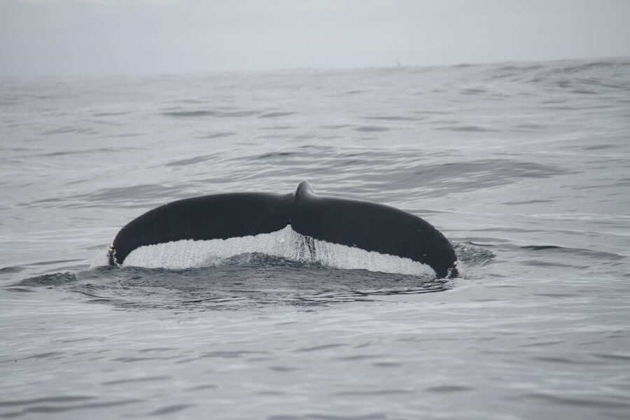 Terceira: Whale and Dolphin Watching in a Zodiac Boat - Guides who make the wildlife easier to read