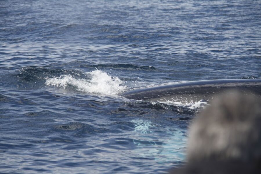 Terceira: Whale and Dolphin Watching in a Zodiac Boat - How much value you get for $82