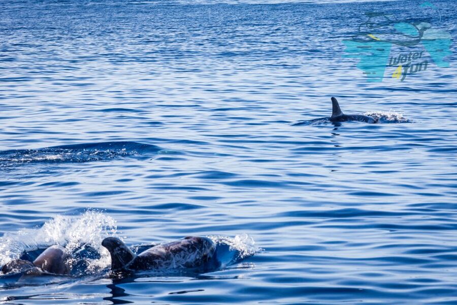 Terceira: Whale and Dolphin Watching in a Zodiac Boat - Weather, clothing, and comfort