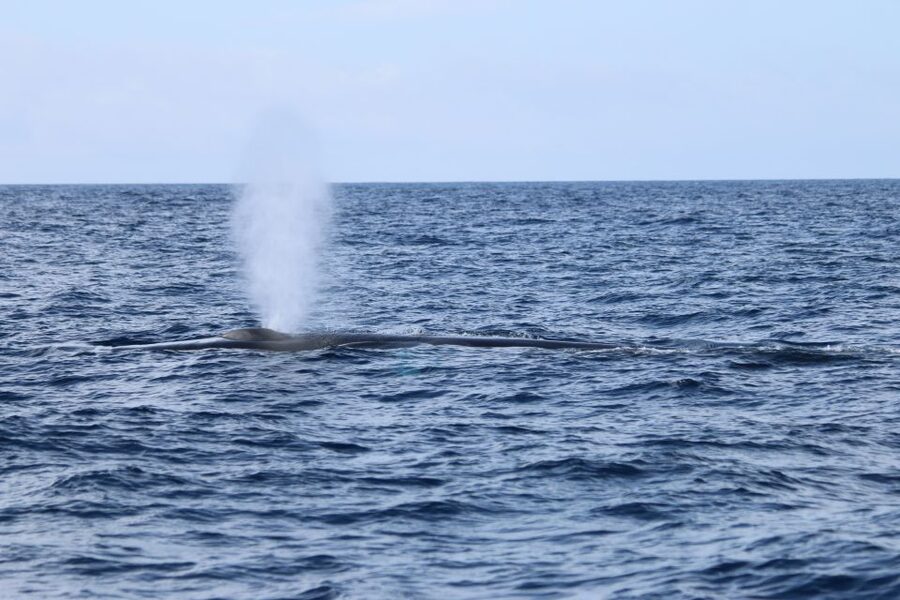 Terceira: Whale and Dolphin Watching in a Zodiac Boat - Booking details worth knowing